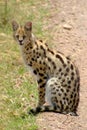 Serval Royalty Free Stock Photo