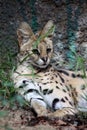 Serval