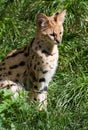 Serval