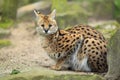 Serval Royalty Free Stock Photo