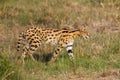 Serval Royalty Free Stock Photo