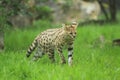 Serval Royalty Free Stock Photo