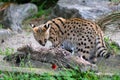 Serval - African wild cat