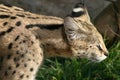 Serval, African wildcat