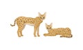 Serval as African Wild Cat with Small Head and Large Ears Standing and Lying Vector Set