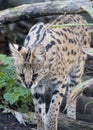 Serval in captivity