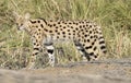 Serval cat Royalty Free Stock Photo