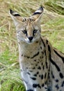 Serval Cat Royalty Free Stock Photo