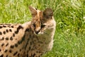 Serval Cat intent on something off-camera Royalty Free Stock Photo