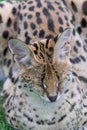 Serval cat, Leptailurus serval, head portrait