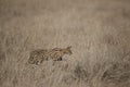 Serval Cat Looking for prey at Dry grassland in Masai Mara, Kenya Royalty Free Stock Photo