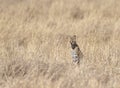 Serval Cat Looking for prey at Dry grassland in Masai Mara, Kenya Royalty Free Stock Photo