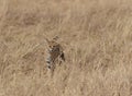 Serval Cat Looking for prey at Dry grassland in Masai Mara, Kenya Royalty Free Stock Photo