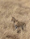 Serval Cat Looking for prey at Dry grassland in Masai Mara, Kenya Royalty Free Stock Photo