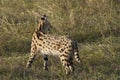 Serval cat Royalty Free Stock Photo