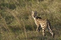 Serval cat Royalty Free Stock Photo