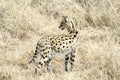 Serval Cat in Masai Mara Reserve, Kenya Royalty Free Stock Photo