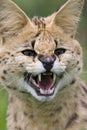 Serval cat snarling