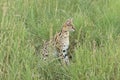 A Serval cat up close Royalty Free Stock Photo