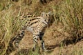 Serval cat (Felis serval) Royalty Free Stock Photo