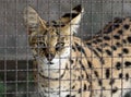 Serval Royalty Free Stock Photo