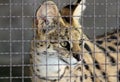 Serval Royalty Free Stock Photo