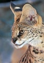 Serval Royalty Free Stock Photo
