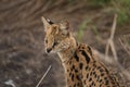 Serval close-up in the Serengeti national park.