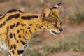 Serval Royalty Free Stock Photo