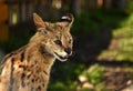 Serval. Felis serval. close up