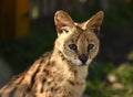 Serval. Felis serval. close up