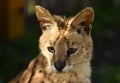 Serval. Felis serval. close up