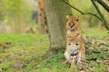 Serval Royalty Free Stock Photo