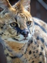 Serval head close-up. African wildcat of subfamily Felinae