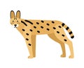 Serval isolated on white background. Wild African cat with slender body and spotted coat. Beautiful exotic predatory
