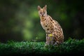 Serval - African wild cat