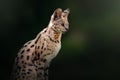 Serval - African wild cat