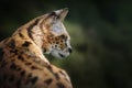 Serval - African wild cat