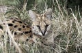 Serval Leptailurus serval cat resting in grass