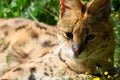 A young serval Leptailurus portrait