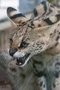 Serval (Leptailurus serval)