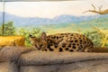 The serval Leptailurus serval is a wild cat native to Africa