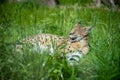 The Serval is lying in the green grass