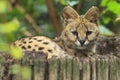 Serval Royalty Free Stock Photo