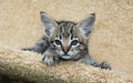 Serval Savannah Kitten