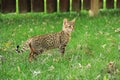 Serval Savannah Kitten Royalty Free Stock Photo