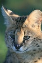 Serval - The Big Cat Sanctuary