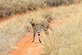 Serval Tsavo Royalty Free Stock Photo