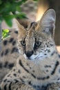 Serval Wild Cat Royalty Free Stock Photo