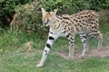 Serval Wild Cat Royalty Free Stock Photo